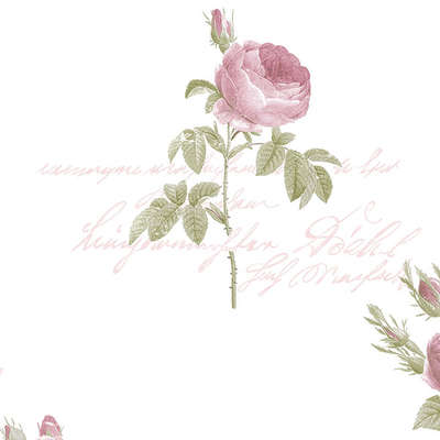 Aura Rose Garden  CG28820